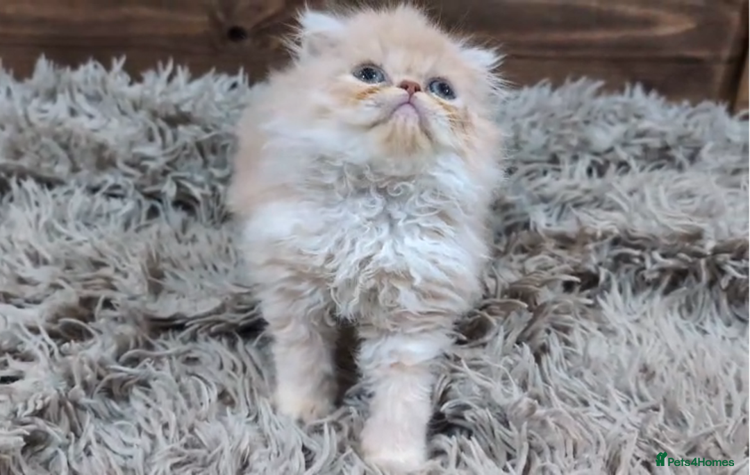Persian cats for sale: Persian Kittens For Sale - Advert 22