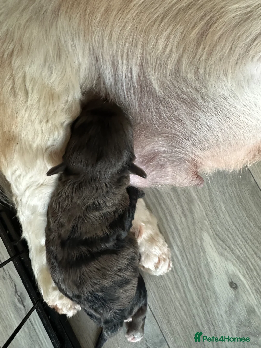 Lhasapoo dogs for sale: Stunning Lhasapoo Puppies.  - Advert 13