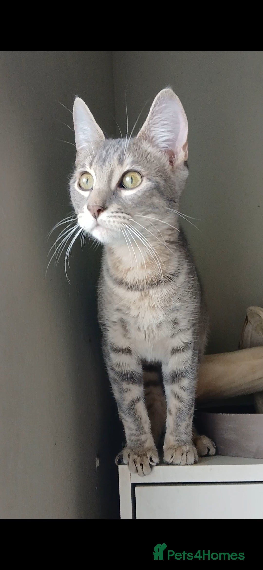 Bengal cats for sale: BENGAL X Kittens ♡ 1 LEFT! BLUE BOY 🩵 - Advert 2