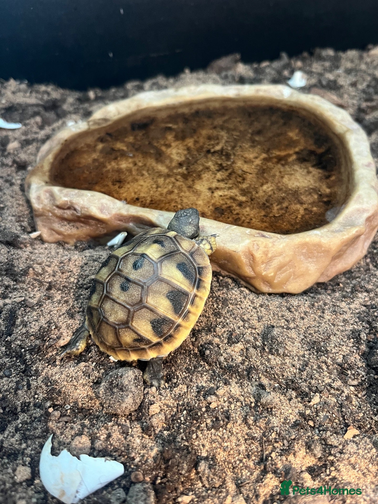 Hermann Tortoise reptiles Herman hatchlings. Tortoise. - Advert 1