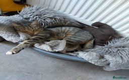 Mixed Breed cats for sale: Female mother and daughter  - Image 7