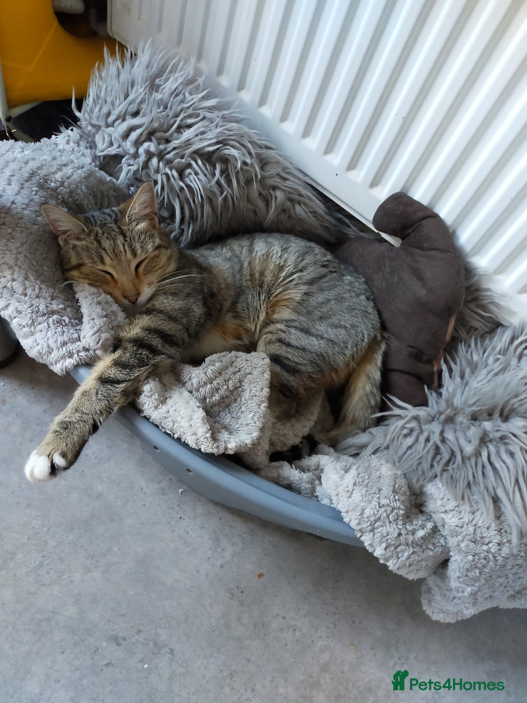 Mixed Breed cats for sale: Female mother and daughter  - Image 7