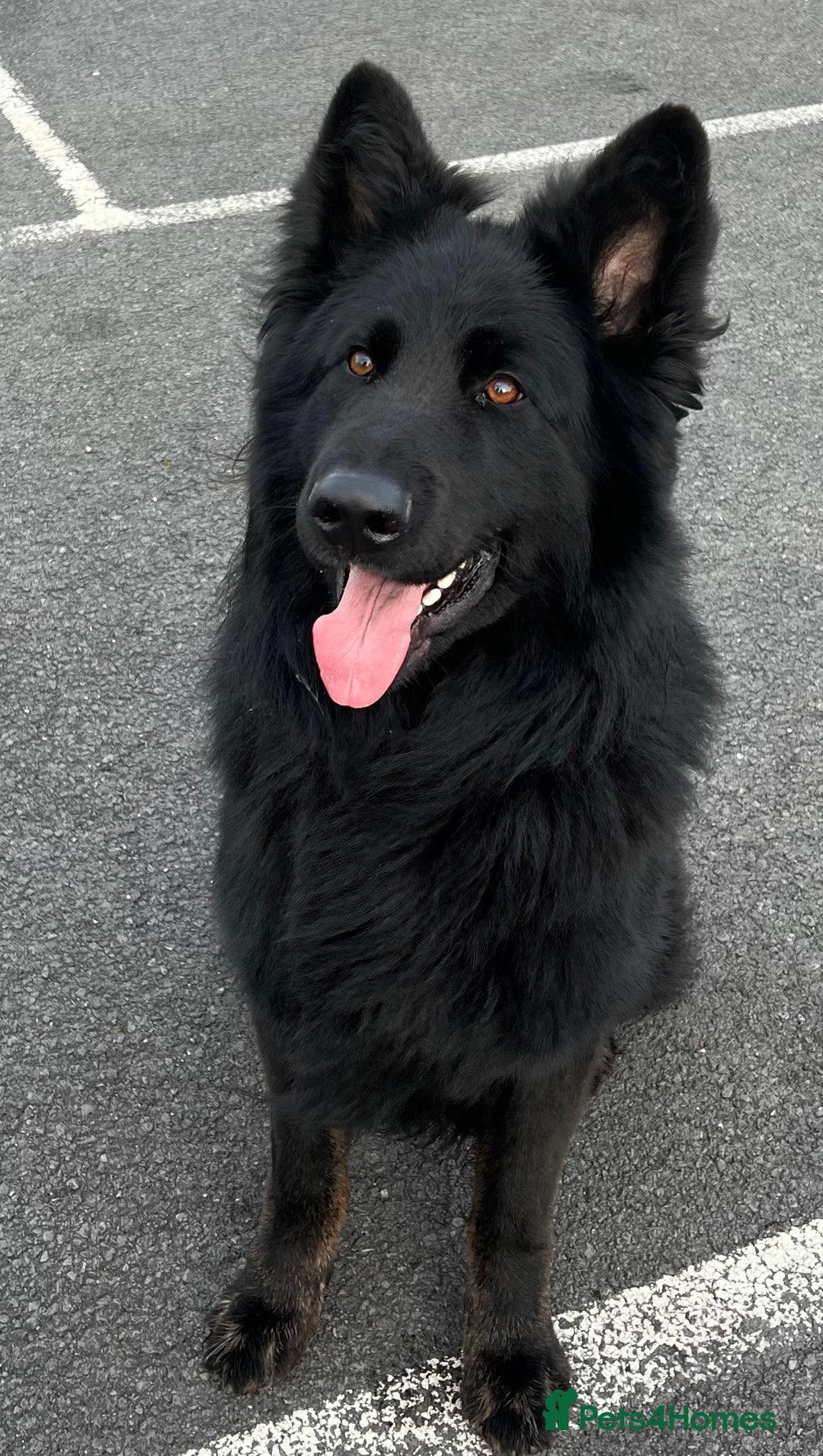 German Shepherd dogs for stud: Old-fashioned type GERMAN SHEPHERD at stud - Advert 4