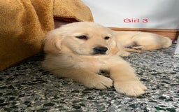 Golden Retriever dogs for sale: KC Registered Golden Retriver Puppies - Image 28