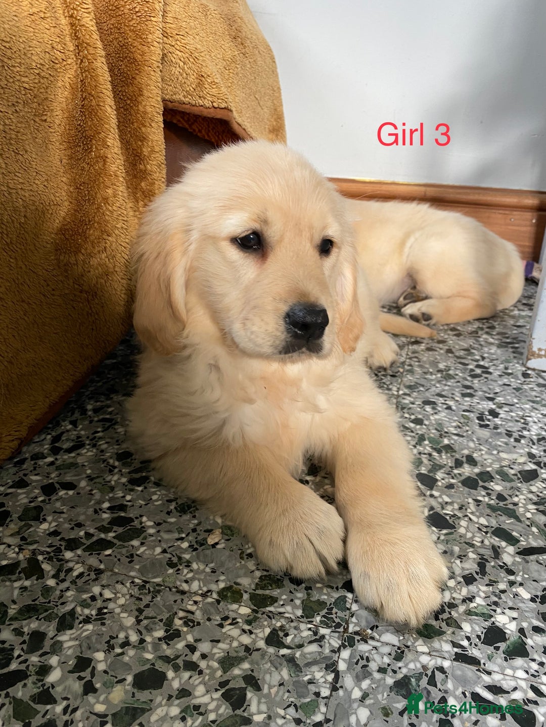 Golden Retriever dogs for sale: KC Registered Golden Retriver Puppies - Image 28