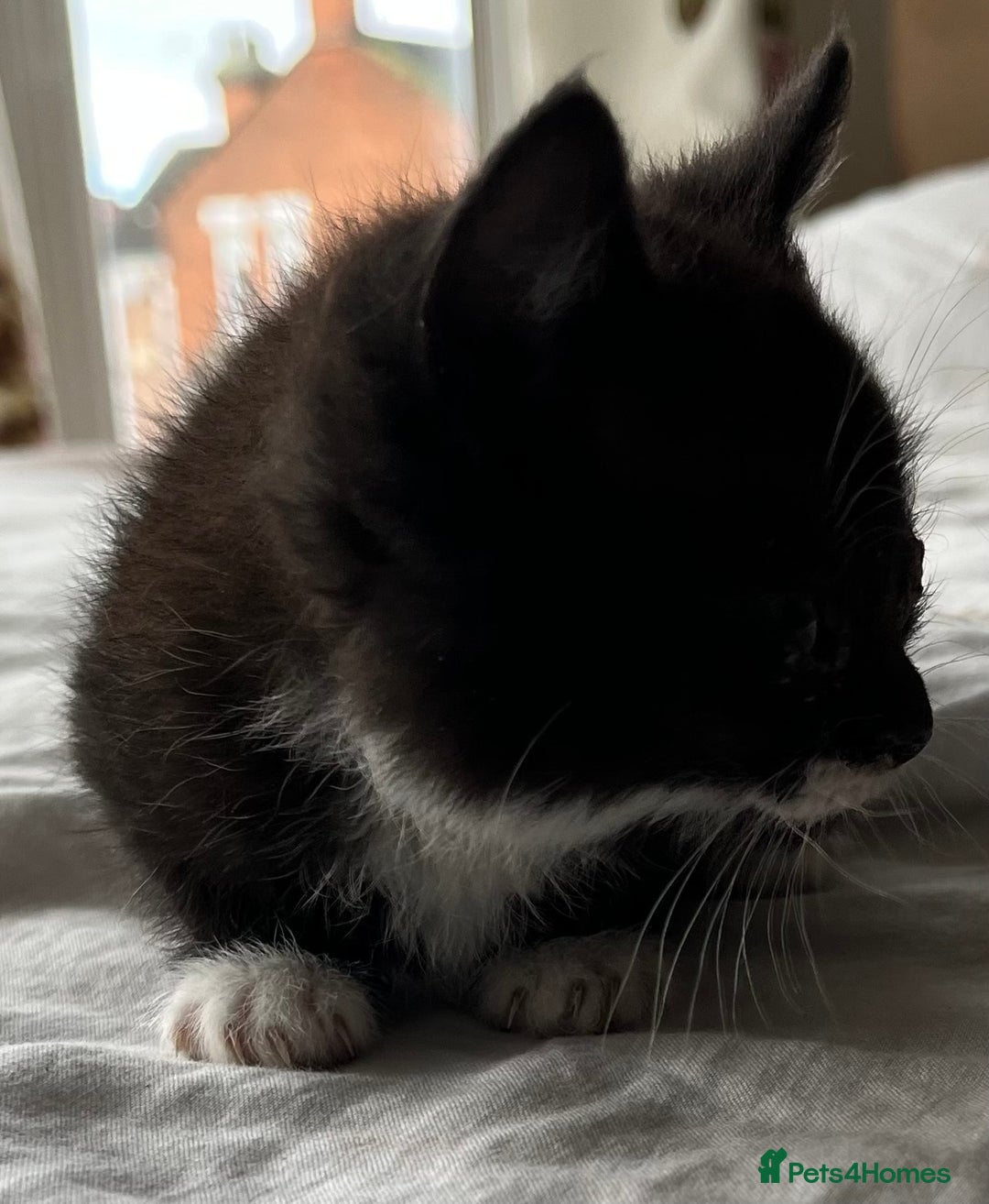 Mixed Breed cats for sale: 5 beautiful kittens  - Advert 29