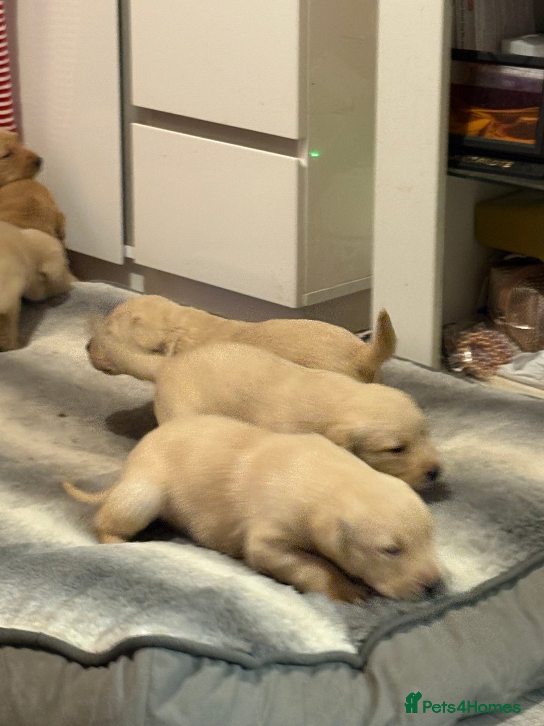 Labrador Retriever dogs for sale: Labrador puppies - Advert 8