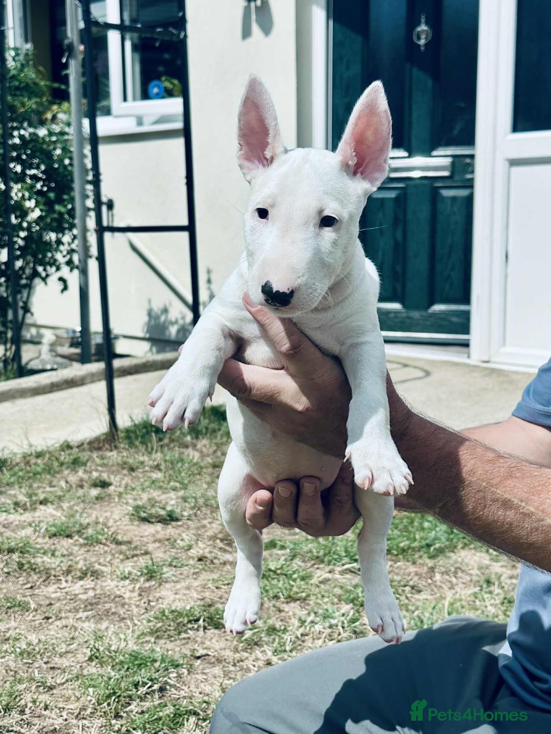 English Bull Terrier dogs for sale: English bull terrier pups for sale  - Image 5