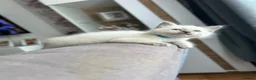Ragdoll cats for sale: 😽 4 Beautiful Ragdoll Kittens 😽 - Advert 2