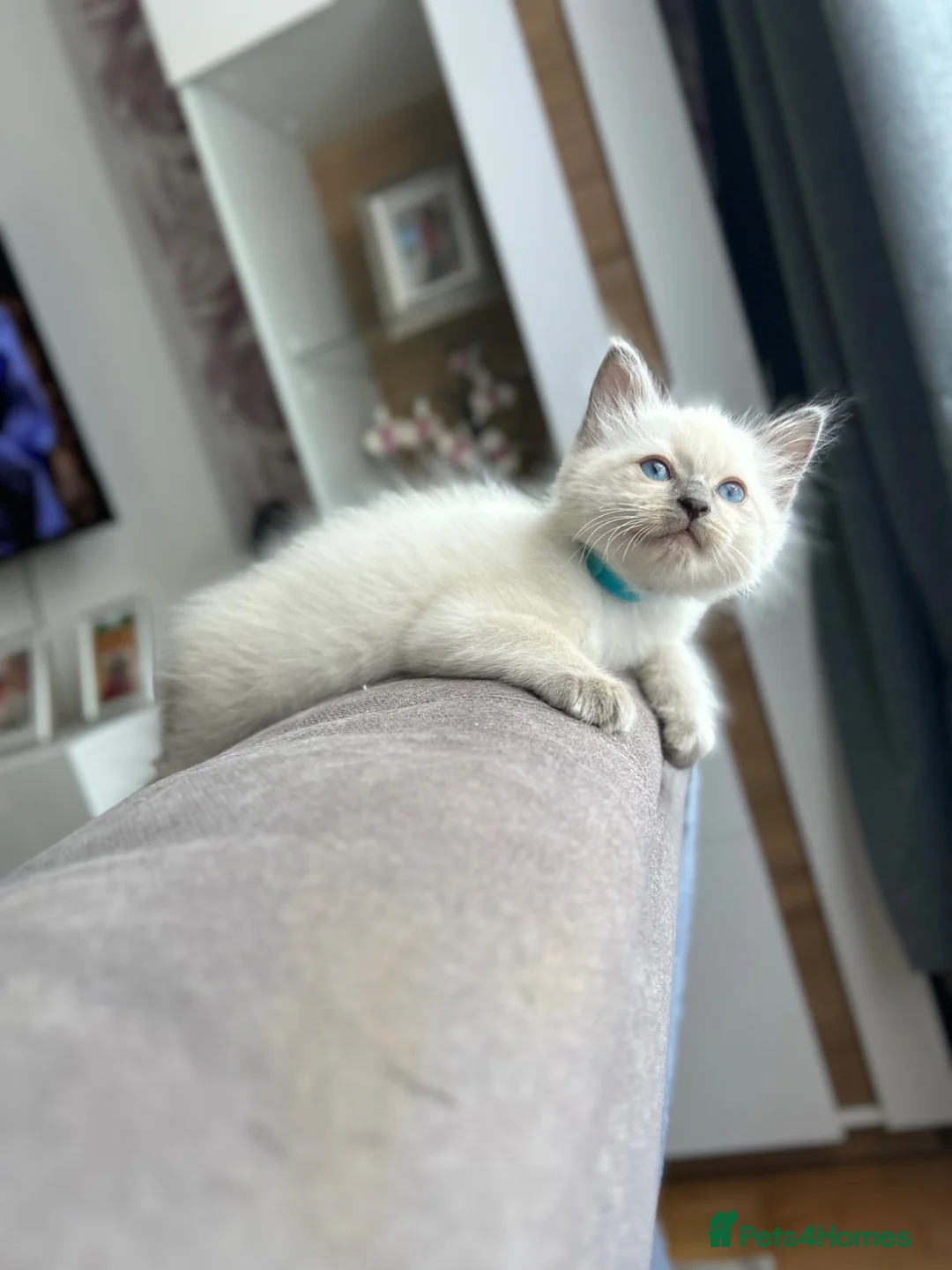 Ragdoll cats for sale: 😽 4 Beautiful Ragdoll Kittens 😽 - Advert 2