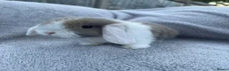 Mini Lop rabbits for sale: Mini lop bunnies  in Cannock - Advert 14