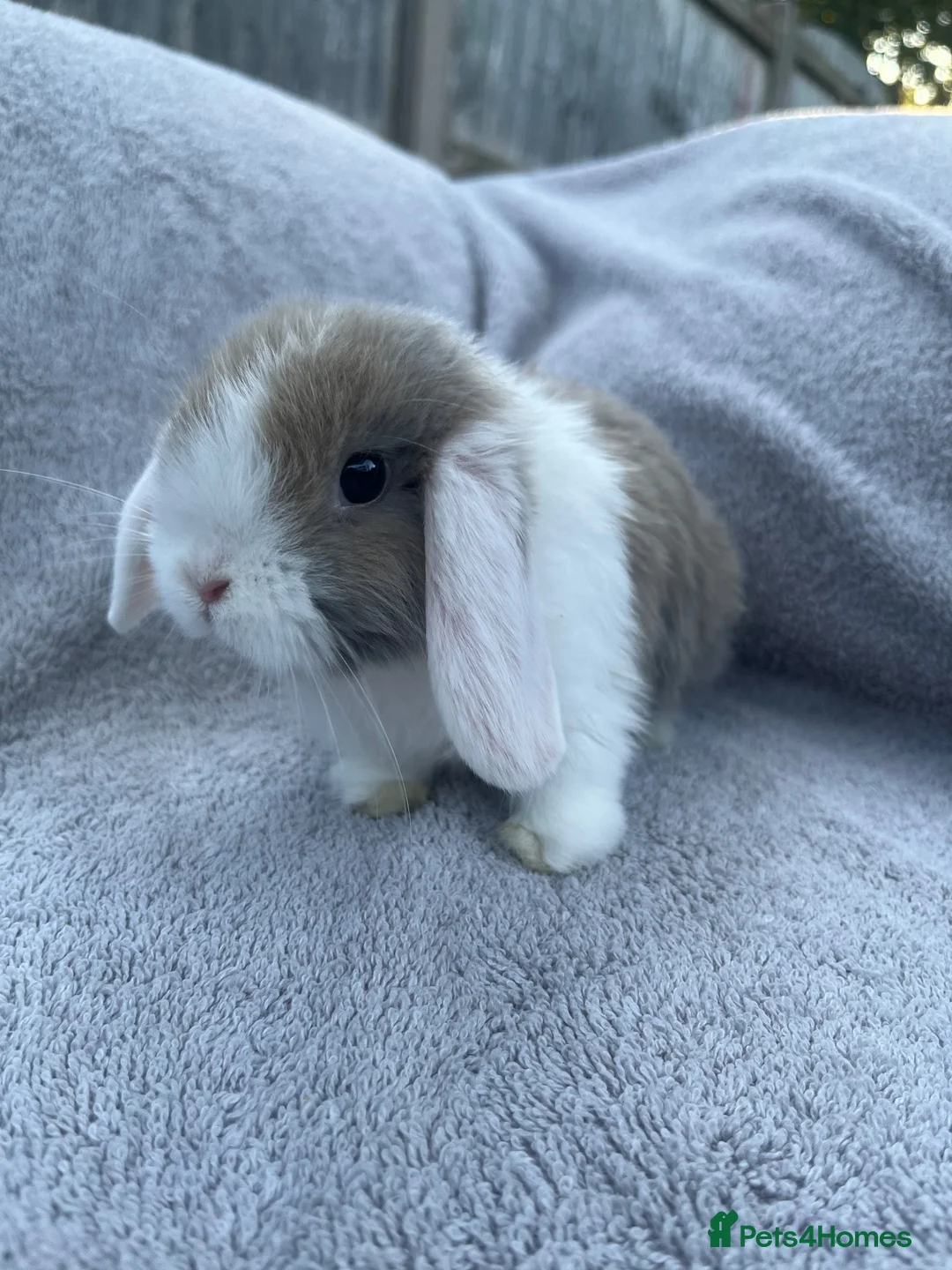 Mini Lop rabbits for sale: Mini lop bunnies  in Cannock - Advert 14
