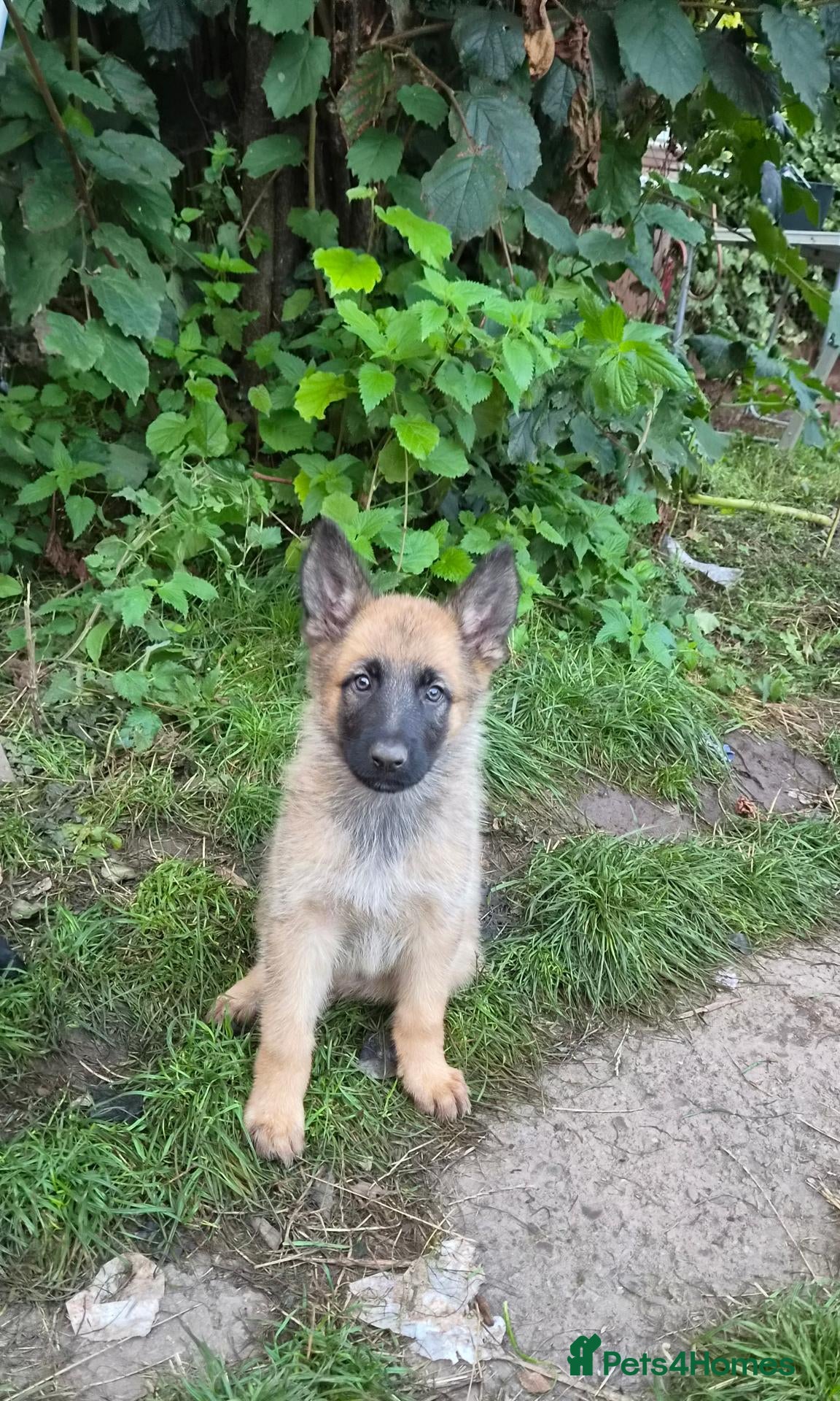 German Shepherd dogs DDR German Shepherds  - Advert 2