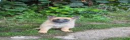 German Shepherd dogs for sale: DDR German Shepherds  - Advert 2