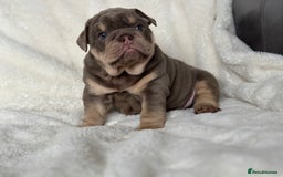 English Bulldog dogs for sale: British bulldog  - Image 5