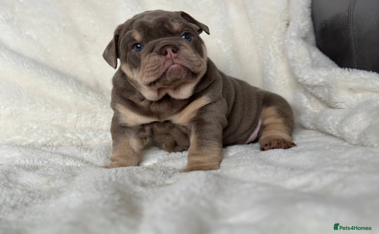 English Bulldog dogs - Advert 1