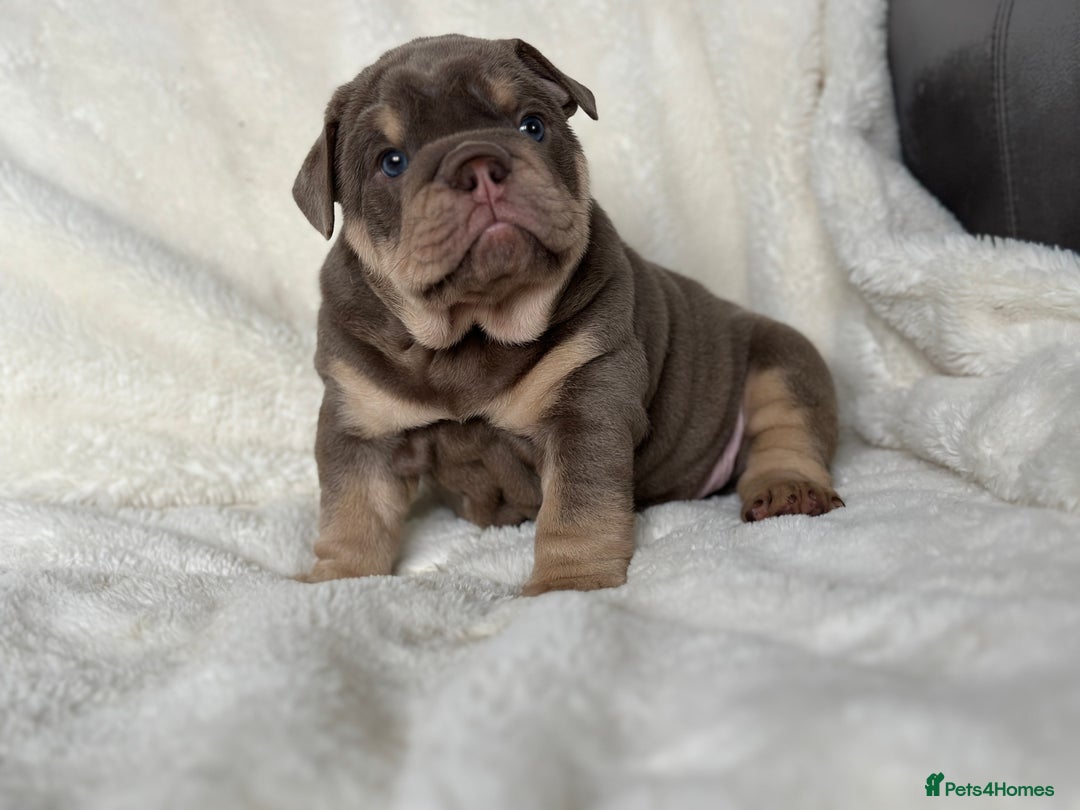 English Bulldog dogs for sale: British bulldog  - Image 5