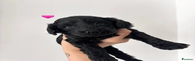Cockapoo 2