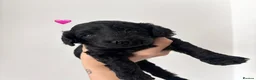 Cockapoo dogs for sale: 🐾Beautiful cockapoo puppies 🐾 - Advert 1
