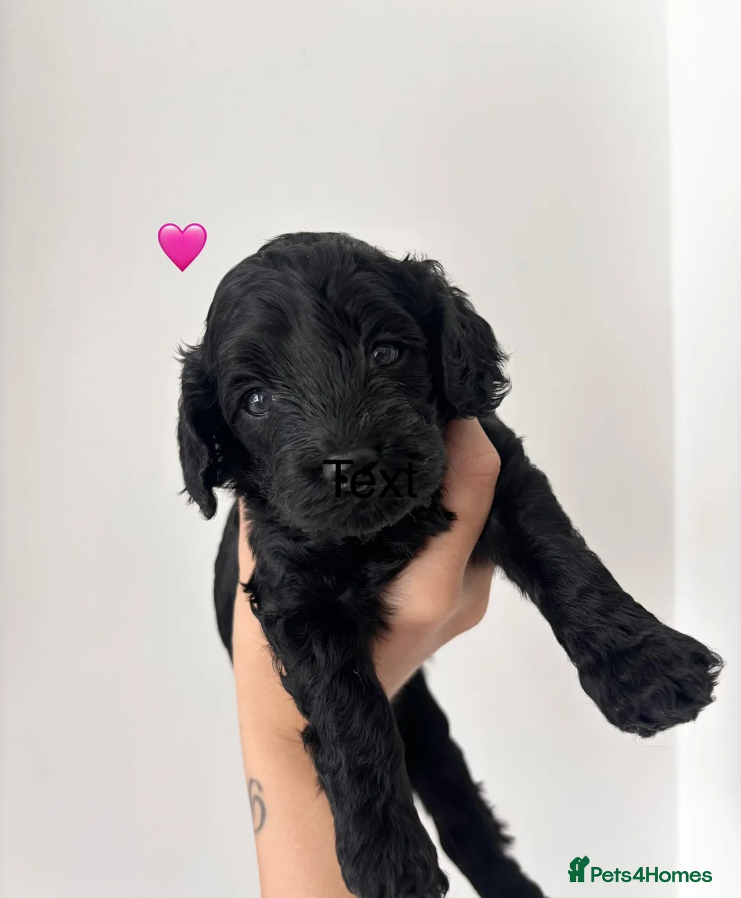 Cockapoo dogs for sale: 🐾Beautiful cockapoo puppies 🐾 - Advert 1