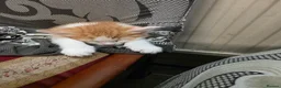 Mixed Breed cats for sale: Beautiful kittens looking for forever home - Advert 23