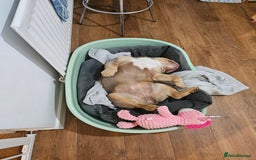 English Bulldog dogs for sale: Lilac and tan english bulldog  - Image 17