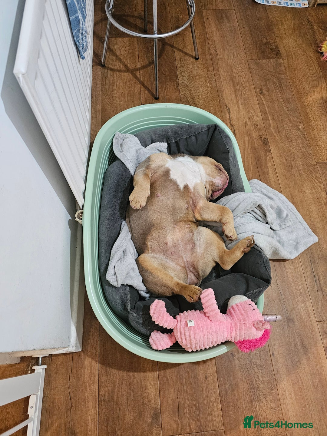 English Bulldog dogs for sale: Lilac and tan english bulldog  - Image 17