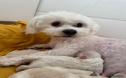 Bichon Frise dogs for sale: 🤍 3 female and 5 male - Image 11