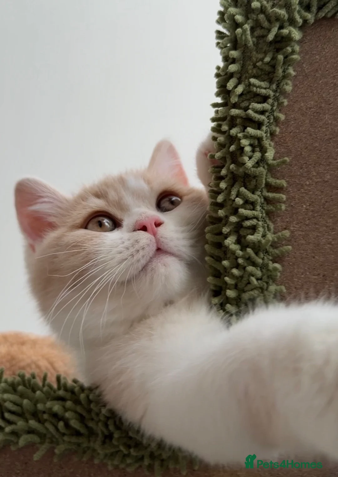 British Shorthair cats for sale: BSH CREAM BİCOLOUR MALE CHAMPION BLOODLİNE in Barking - Advert 1