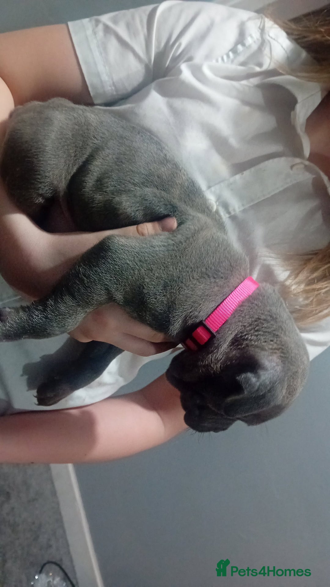 Staffordshire Bull Terrier dogs for sale: **Gorgeous blue staffy pups** - Advert 7
