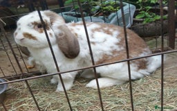 Continental Giant rabbits for sale: Super Stars Stud Service - Beautiful Proven Boys  - Image 12