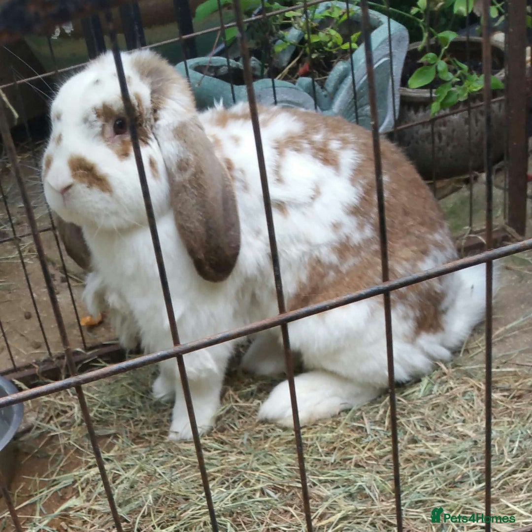 Continental Giant rabbits for sale: Super Stars Stud Service - Beautiful Proven Boys  - Image 12