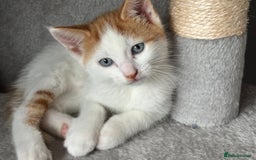 Domestic Shorthair cats for sale: Sweet, Playful Kittens Ready for Loving Homes 🐱 - Image 6