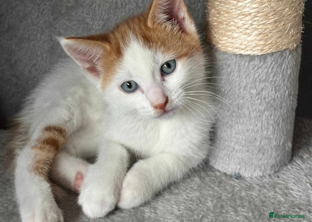 Domestic Shorthair cats for sale: Sweet, Playful Kittens Ready for Loving Homes 🐱 - Image 6