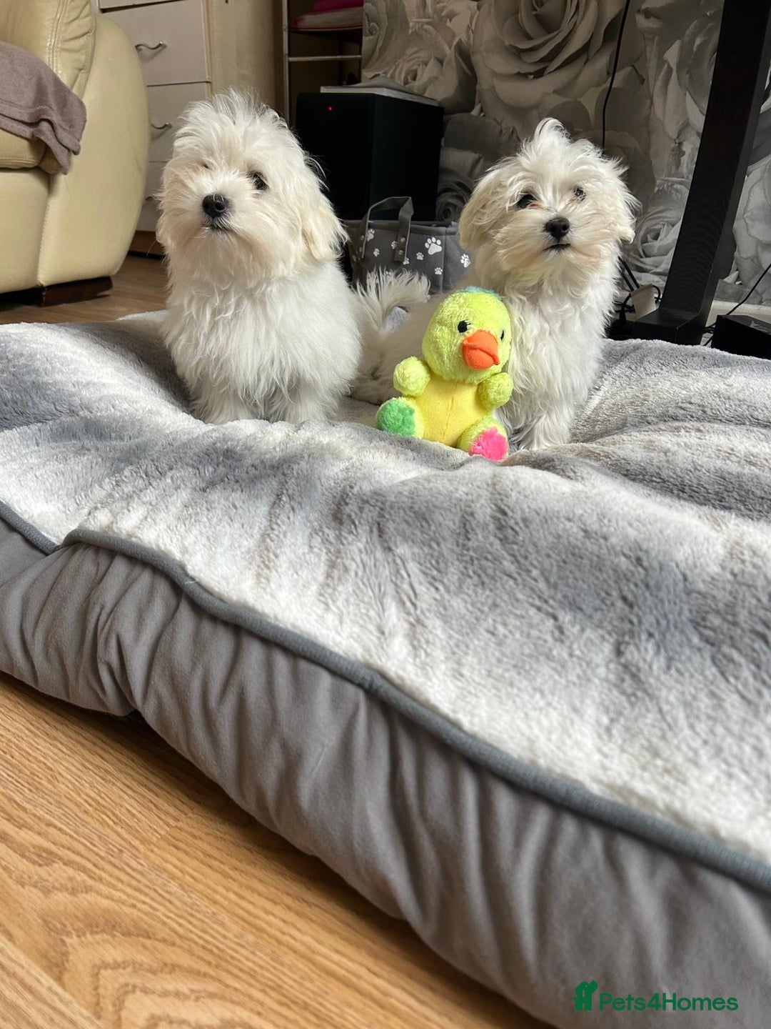 Havanese dogs for sale: Extra mini Havanese x Maltese puppies - Image 4