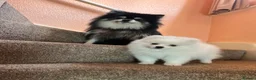 German Spitz dogs for sale: White German Spitz Klein Puppy in Lincoln - Advert 2