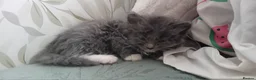 Mixed Breed cats for sale: Fluffy kittens  - Advert 7