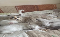 Siberian cats for sale: GCCF Registered Siberian kitten For Sale  - Image 7
