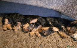 Yorkshire Terrier dogs for sale: Lovely Yorkies puppies for sale  - Image 2