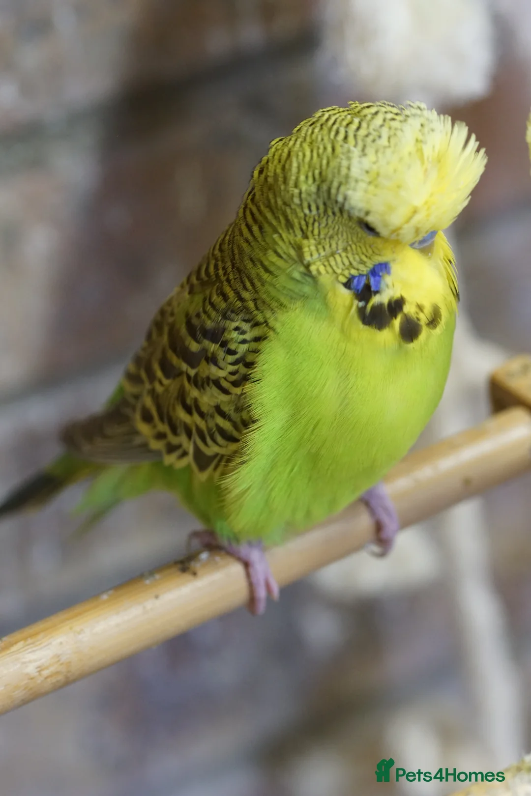 Budgerigars birds for sale:  Budgies  - Advert 29