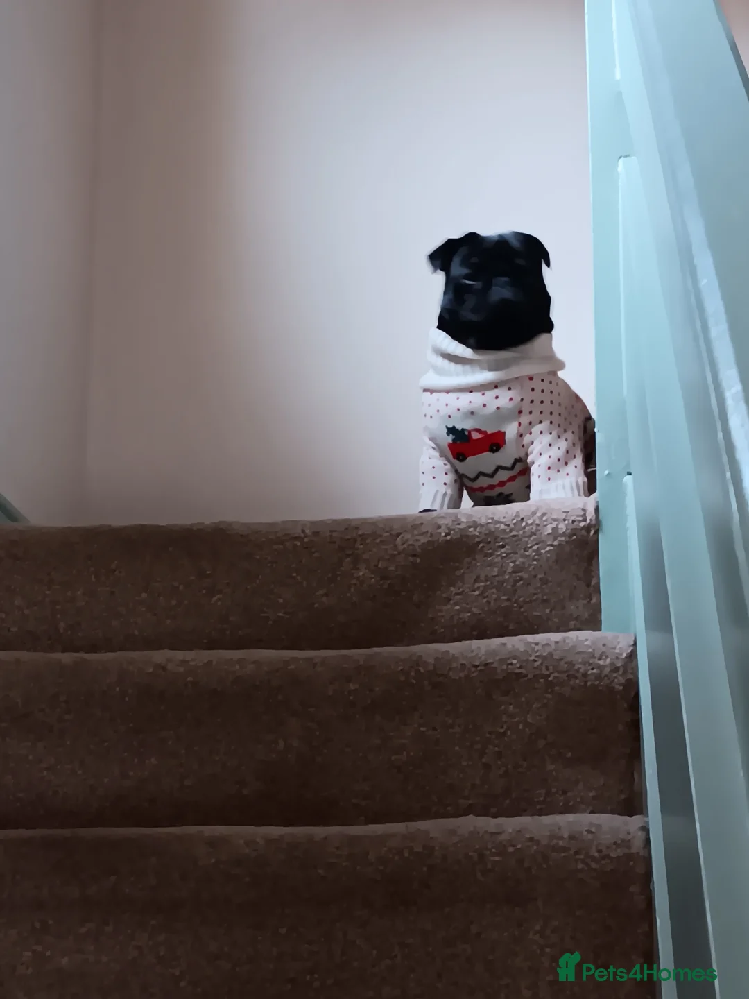 Pug dogs for sale: Black pug  in Derby - Advert 13