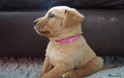 Labrador Retriever dogs for sale: READY NOW Stunning Fox red Labrador puppies - Advert 12
