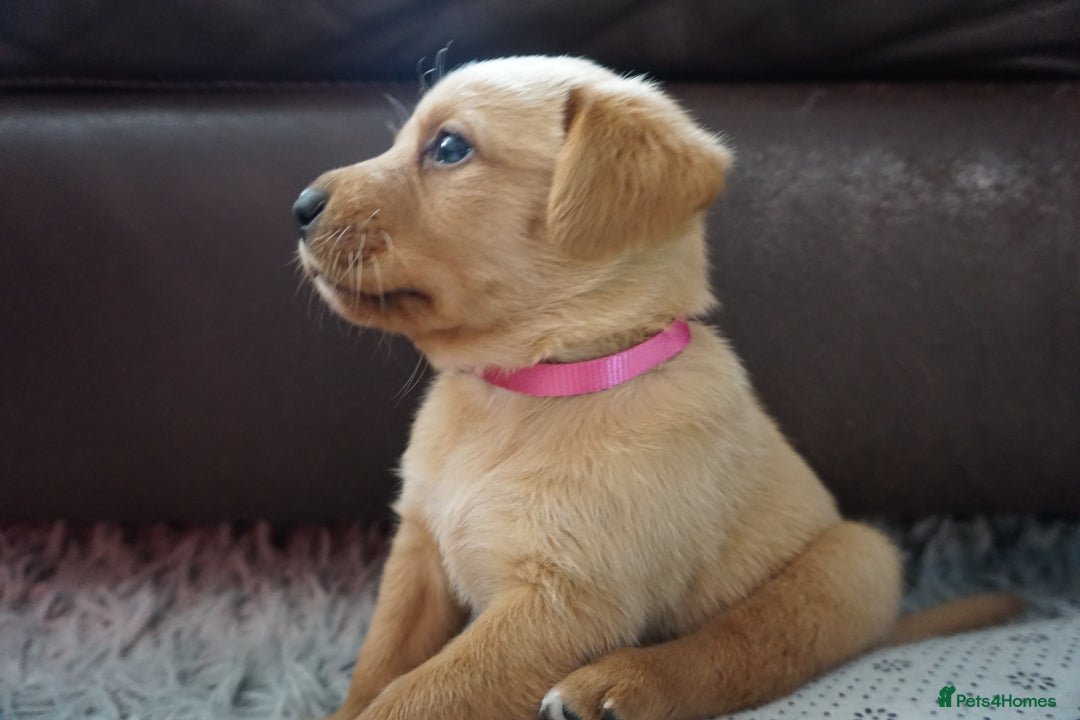 Labrador Retriever dogs for sale: READY NOW Stunning Fox red Labrador puppies - Advert 12