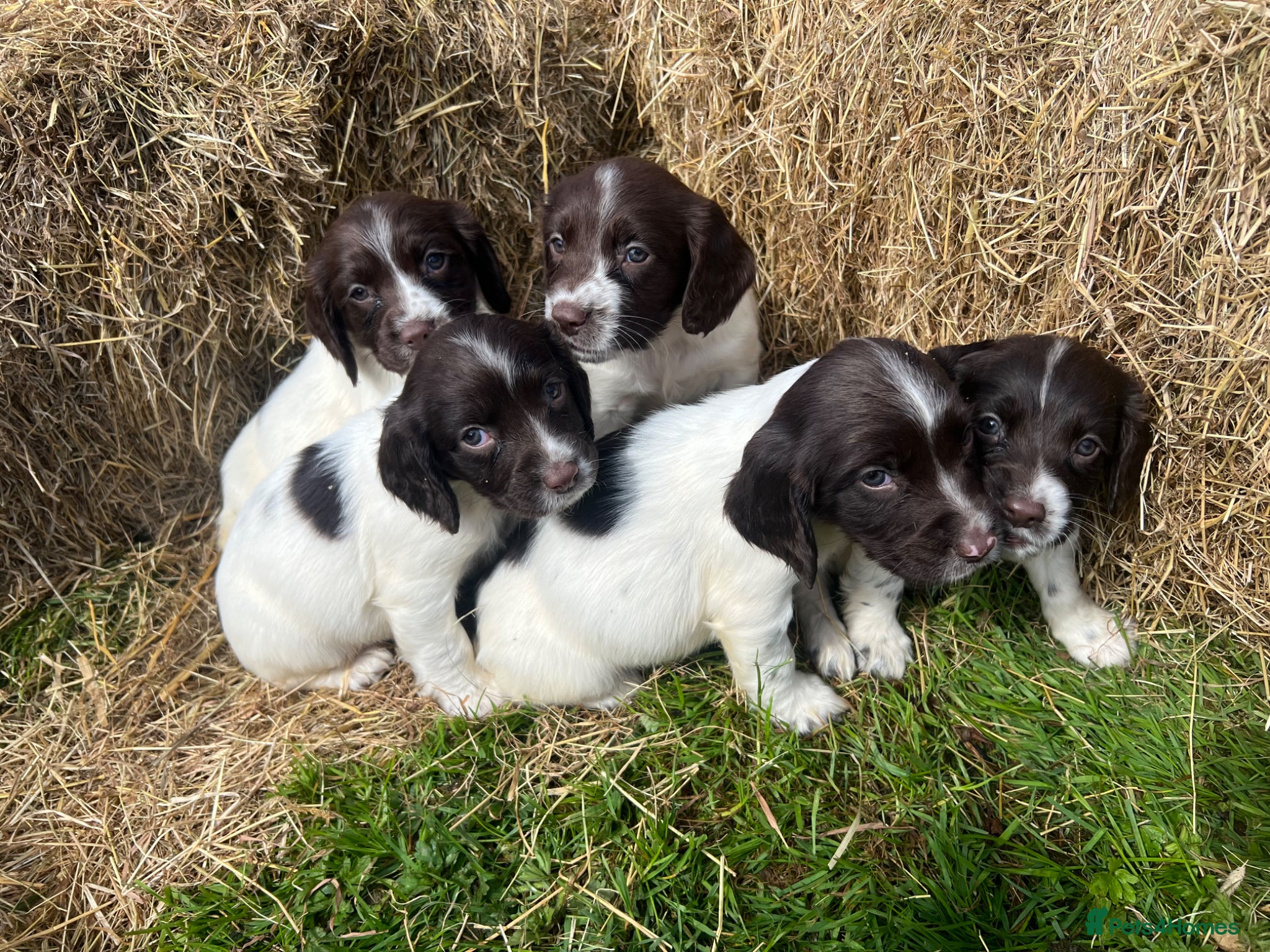 English Springer Spaniel dogs Traditional English Springer Spaniels  - Advert 2