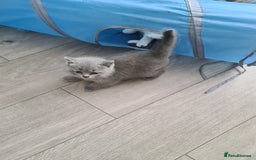 British Shorthair cats for sale: Last kitten available  - Image 8