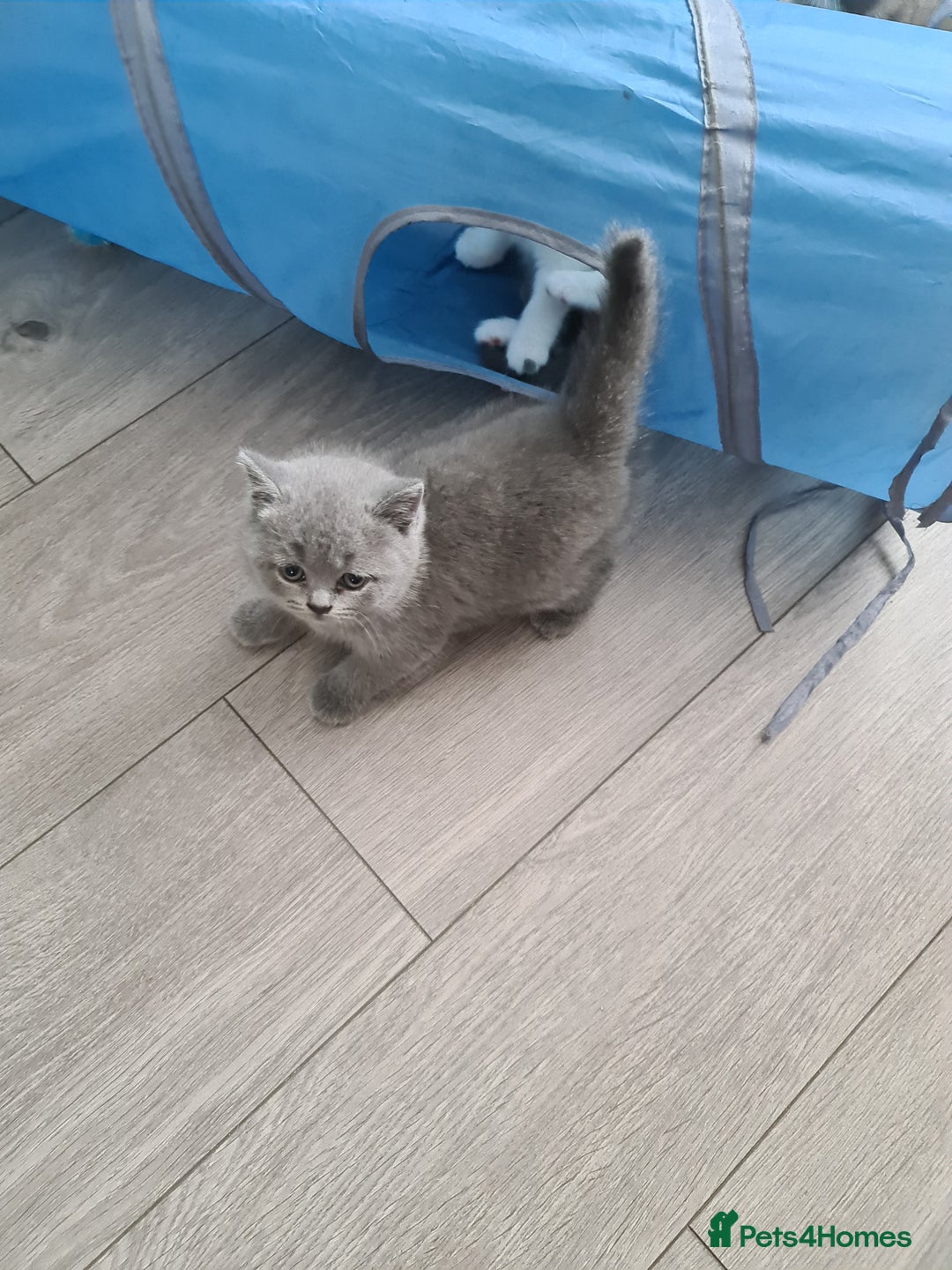 British Shorthair cats for sale: Last kitten available  - Image 8