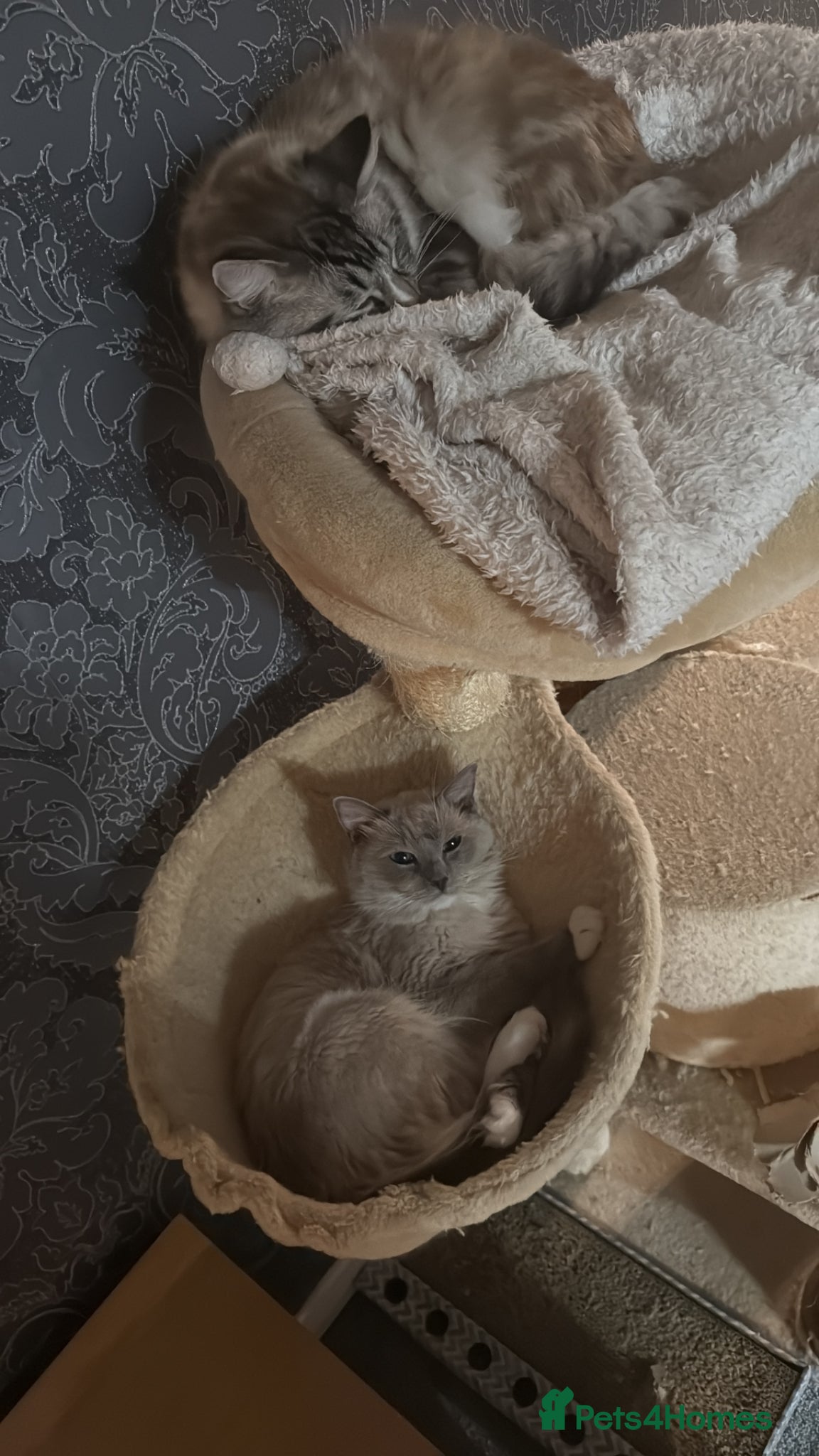 Ragdoll cats Beautiful Ragdoll Kittens - Advert 11