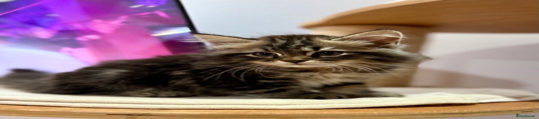 Siberian Kitten 3