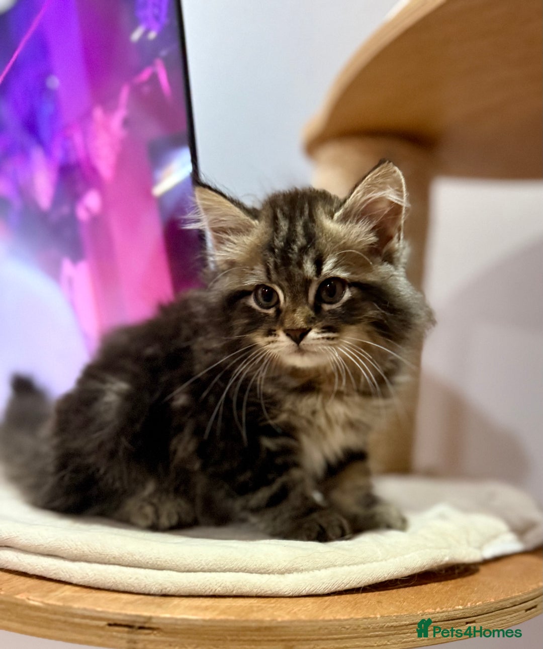 Siberian cats for sale: Champion line kitten😻😽🐈 - Image 7