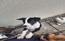 Mixed Breed dogs for sale: 🐶 Staffy x Japanese Akita Puppies 🐶 in Weston-super-Mare - Image 14